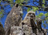 Great-Horned Owl and young at Mud Lake