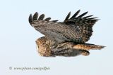 Great Gray Owl