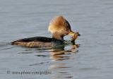 Hooded Merganser (female) with fish