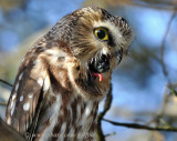 Saw-Whet Owl coughs up a pellet