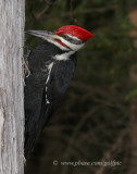 Pileated Woodpecker (Male)
