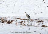 Great Blue Heron on January 1st