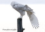 Snowy Owl