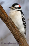 Downy Woodpecker (male)