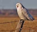 Snowy Owl