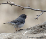 Dark-eyed Junco