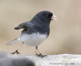 Dark-eyed Junco