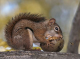 Red Squirrel doesnt see eye to eye with bee