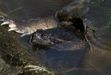 Snapper Turtle rest