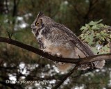 Great Horned Owl walking