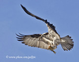 Osprey with partially eaten fish