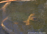Snapper Turtle submerged