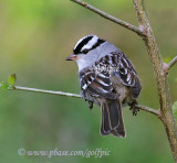 White-crowned Sparrow