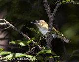 Red-eyed Vireo