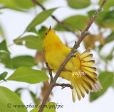 Yellow warbler tail-feather fanning