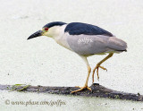 Black-crowned Night Heron