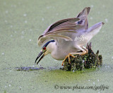 Black-crowned Night Heron