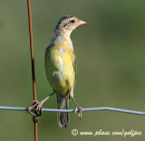 Bobolink (juvenile)