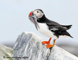 Puffin with beakful of sandeels