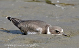 Semi-palmated Plover