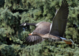 white-fronted-goose1x2web.jpg