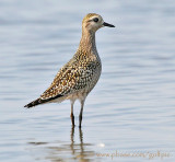 American Golden Plover