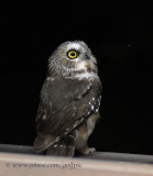 Northern Saw-whet Owl