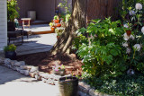 Backyard after
