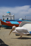 Petros the Pelican, Symbol of Mykonos