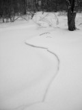 Snow curve