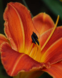 Day lily