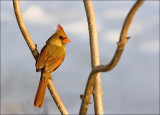 cardinal rouge / Northern Cardinal