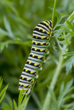 Chenille du papillon du cleri