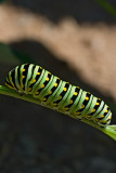 Chenille du papillon du cleri