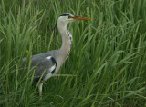 00834 - Grey Heron - Ardea cinerea