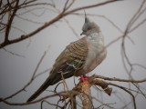 01912 - Crested Pigeon - Ocyphaps lophotes