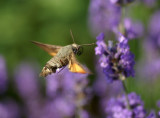 Macroglossum stellatarum