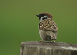 09244 - Eurasian Tree Sparrow - Passer montanus