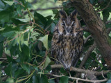 02556 - Long-eared Owl - Asio otus