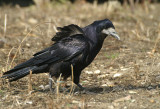 06735 - Rook - Corvus frugilegus