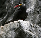 Inca Tern