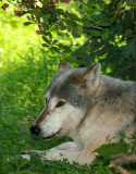 Gray Wolf