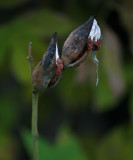 Milkweed Seed Pods