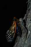 Cicada 1