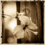 hibiscus in brown