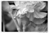 Single Carnation