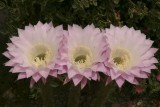 Triple Cactus Bloom