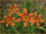 Lilies of Antietam