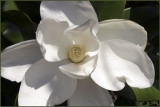 The Magnificent Magnolia