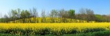 Champs de bio-carburant, Lauragais